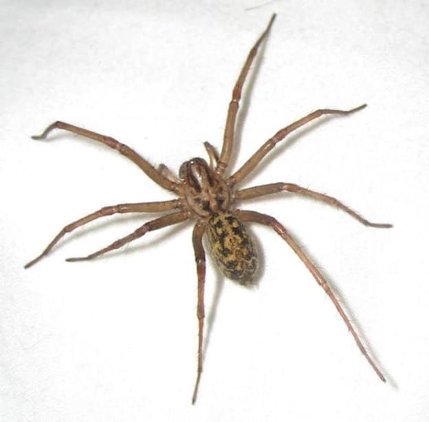 All 103+ Images pictures of a hobo spider Superb