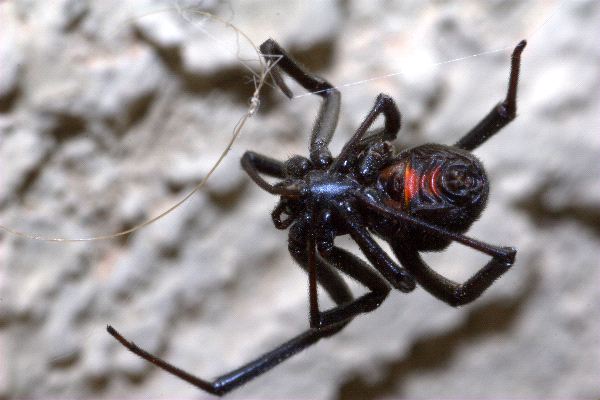 Black Widow Building Its Web