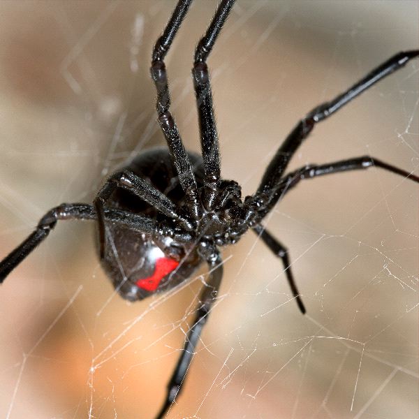 Black Widow Spider Close-Up