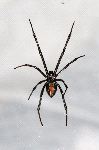 Black Widow Spider Hanging From Web