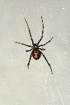 Black Widow Spider In Nevada
