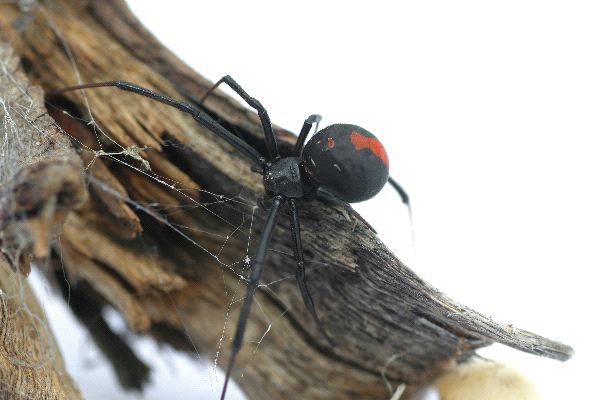 Dangerous Redback Spider On Branch