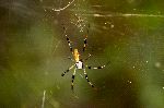 Golden Silk Spider With Small Male