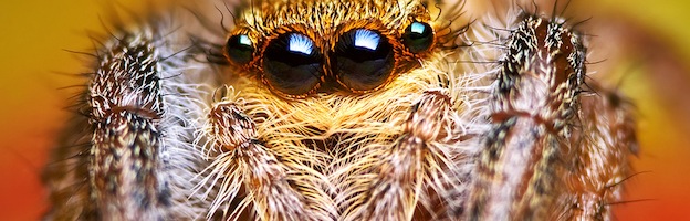 Jumping spiders have a mysterious nighttime habit