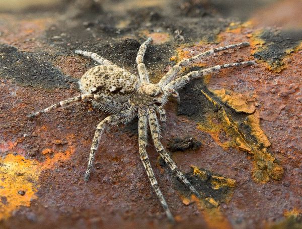 Macrophoto Of a Wolf Spider On A Rusty Surface