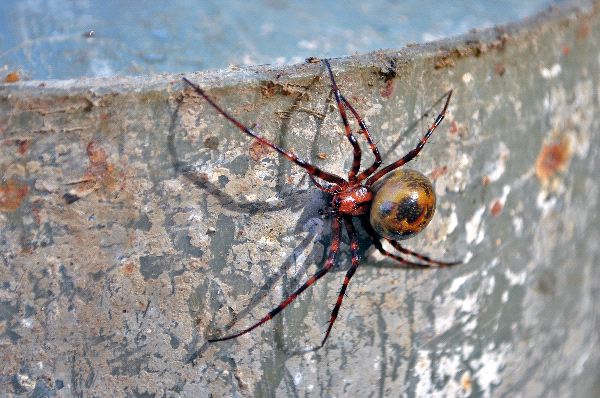 Spider With A Red Cross On A Metal Bucket