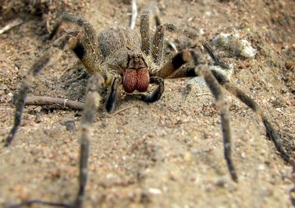 Descripción de la araña errante brasilera.