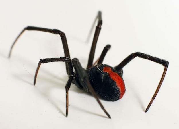 Información sobre la araña espalda roja.