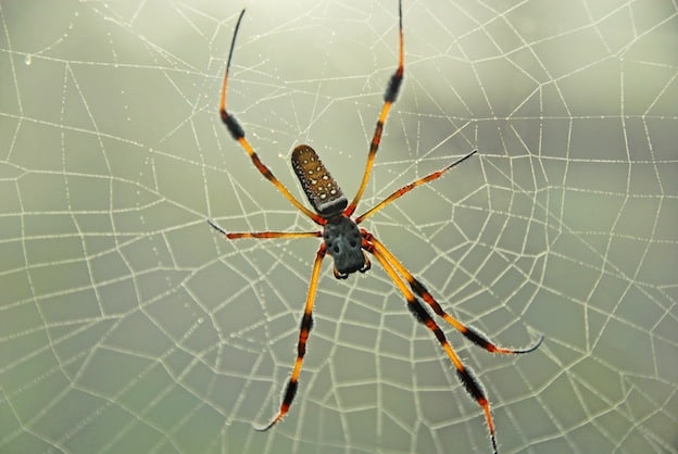 Golden orb-weavers or Giant wood spiders