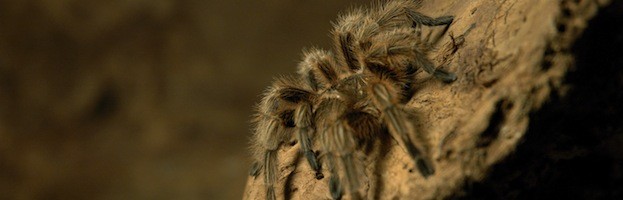 Arañas y sus Métodos de Captura